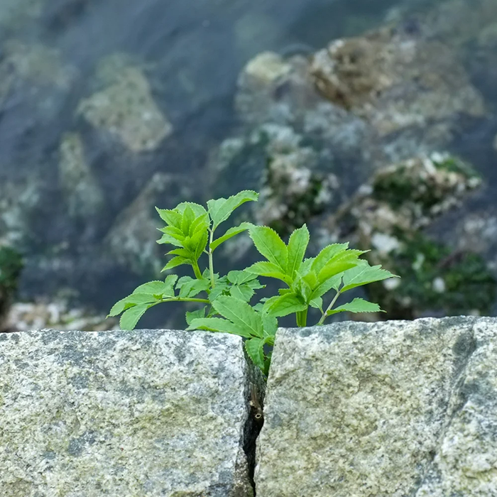 Rewire the Brain for Resilience