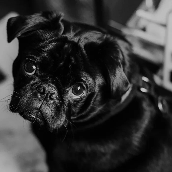 Are you prone to shame?